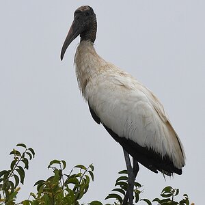 Waldstorch (wood-stork)

s1215 Transpantaneira Woodstork 8562 h