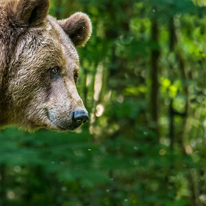MHO0124 Bearbeitet