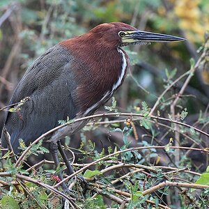 Marmorreiher (rufescent tiger heron)

s1216 Transpantaneira RufescentTigerHeron 8573