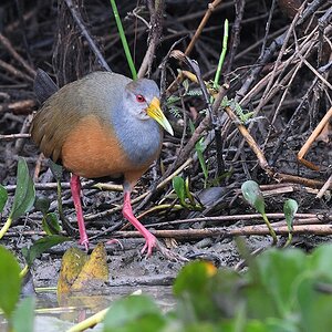 Cayenneralle (grey-necked wood-rail)

s1217 Transpantaneira Grey neckedWoodRail 8605