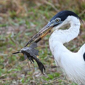 Cocoireiher (Cocoi heron)

s1223 Transpantaneira CocoiHeron 8665a
