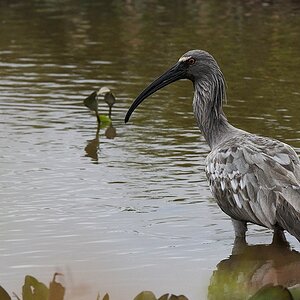 Stirnbandibis (plumbeous ibis)

s1224 Transpantaneira PlumbeousIbis 8750