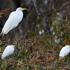 Silberreiher und zwei Schmuckreiher

s1225 Transpantaneira SnowyEgret GreatEgret 8744