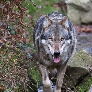 Wolf 4