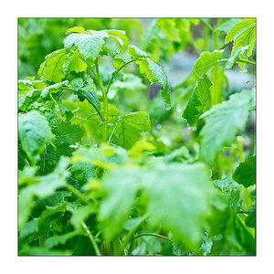 20190106 Schrebergarten