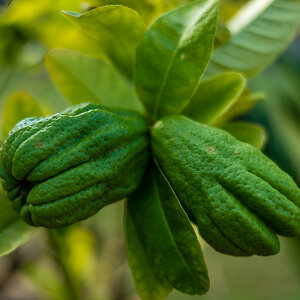 reife Limonen