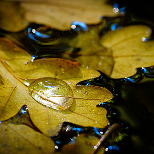 Herbst 3701