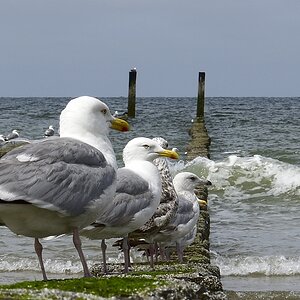 Domburg  DSC0265 00084