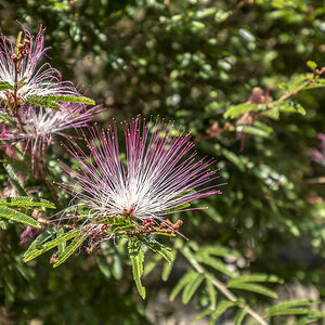 Blüte