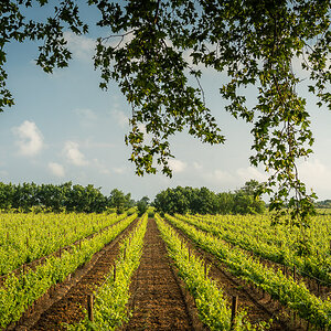 Weinberge Canal du Midi