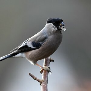 comp DSC 7102