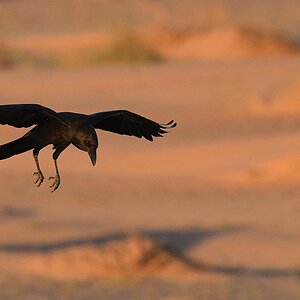 Wüstenrabe (Brown-necked Raven)

s1110 KM404 Brown NeckedRaven 1898
