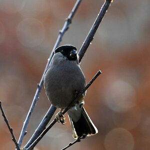comp DSC 7112