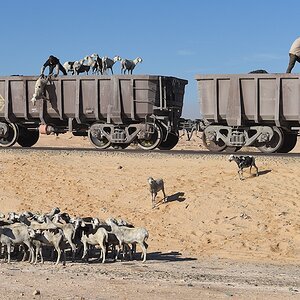 s1530 Nouadhibou Schafe 1433