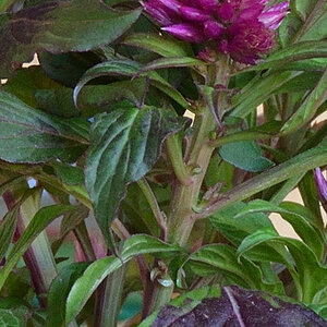 test4 (2) 18 140 AF