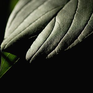 DSCF6611 2

Blattschatten