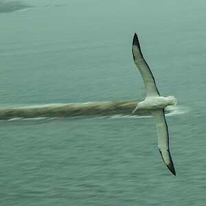Albatross
