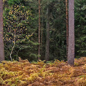Herbst im Nadelwald
