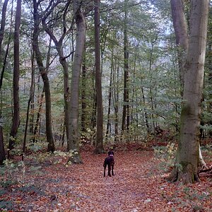 comp Wald