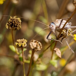 D75 8672 Heuschreckenart IA Kreta 6 2018