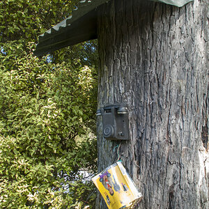 Baumtelefon