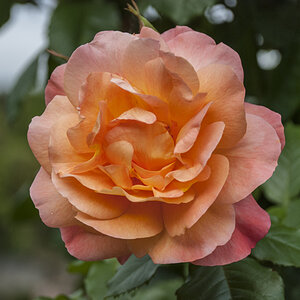 Rose NZL