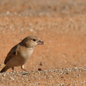Frau Wüstensperling (Desert Sparrow)

s1078 bTmeinmitshatt DesertSparrow 1729