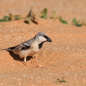Herr Wüstensperling (Desert Sparrow)

s1078 bTmeinmitshatt DesertSparrow 1742