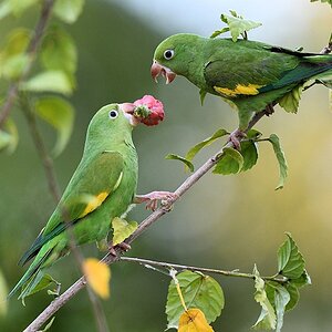 Weißflügelsittich (Canary-winged parakeet)

s606 PortoJofre Canary WingedParakeet 0212