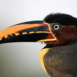 Braunohrassari (Chestnut-eared aracari)

s606 PortoJofre Chestnut EaredAracari 0082