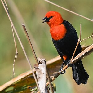 Rotkopfstärling (scarlet-headed blackbird)

s622 bPortoJofre Scarlet HeadedBlackbird 0691