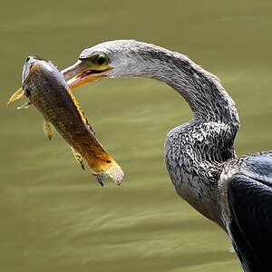 Amerikanischer Schlangenhalsvogel

s670 PantanalHotel AmericanAnhinga 1262
