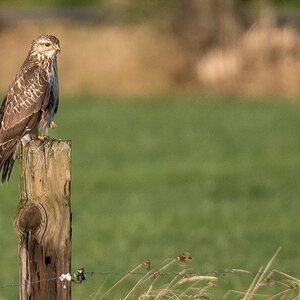 D50 8058 Auf dem Pfahl alles im Blick IA 10 2018