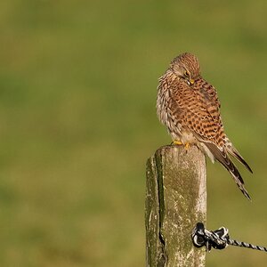 D50 8066 Turmfalke bei der Gefiederpflege IA 10 2018