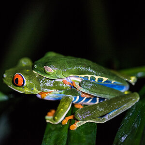 Rotaugenfrosch-Paar, Costa Rica