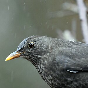 comp DSC 7699

Amsel