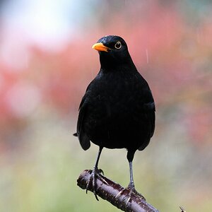 comp DSC 7785

Amsel