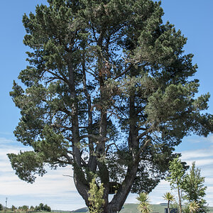 Baum NZL