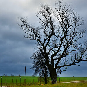 baum insel poel 1200