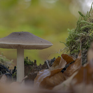 pilze13