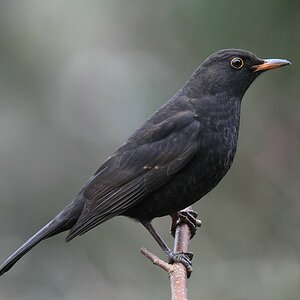 comp DSC 8071

Amsel