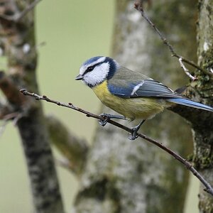 comp DSC 8400

Blaumeise