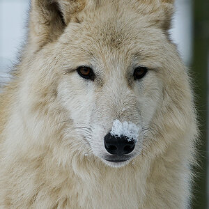 Wolfs Portrait 1 klein