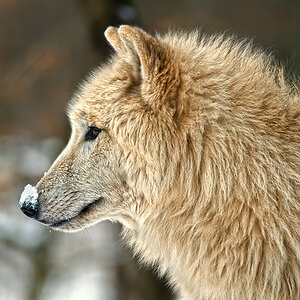 Wolf1klein