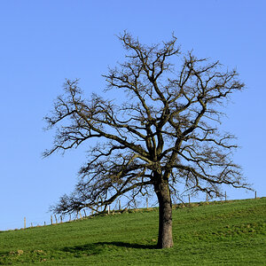 Baum auf Weide 1