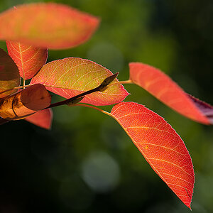 Herbstfarben