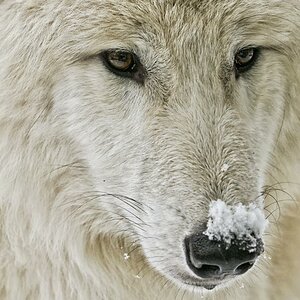 Polarwolf