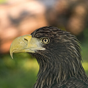 Seeadler