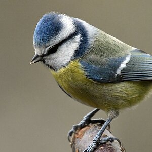 comp DSC 8743

Blaumeise