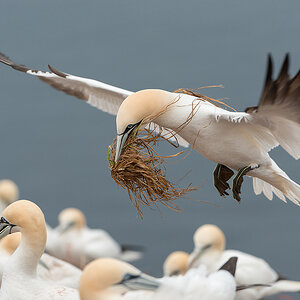 Helgoland
